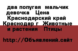 два попугая. мальчик девочка › Цена ­ 1 500 - Краснодарский край, Краснодар г. Животные и растения » Птицы   